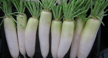 Jak zasadit a pěstovat ředkvičku daikon?